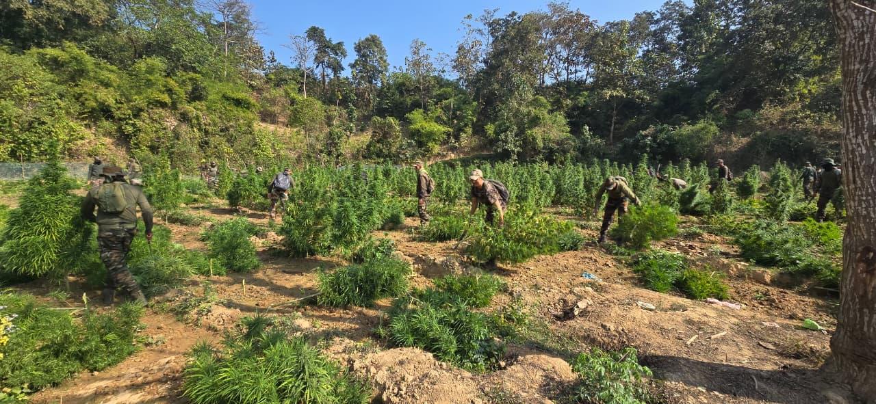Over 1.45 lakh ganja plants worth Rs 14.5 crore destroyed in Tripura