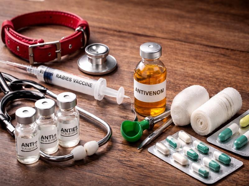 K'taka targets zero rabies deaths, rolls out snakebite action plan