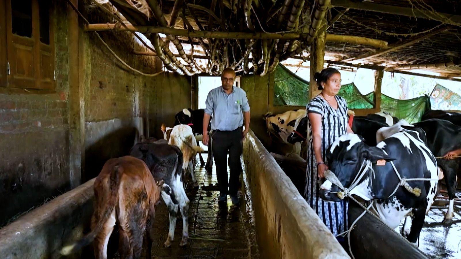 Gujarat's 'Miracle Boy' boosts dairy yields with record artificial insemination success