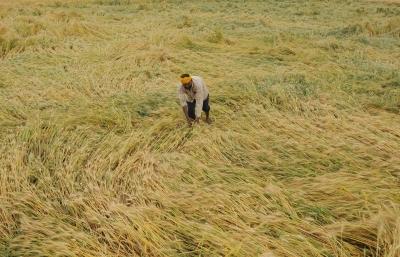 TN initiates assessment after unseasonal rain, hailstorm damage crops
