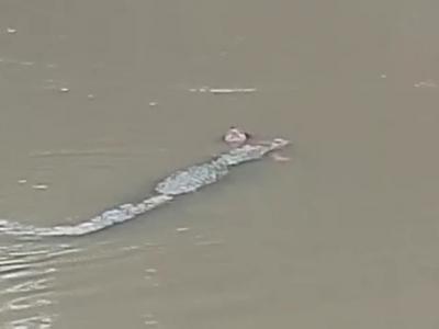 Crocodile kills woman collecting water in MP river