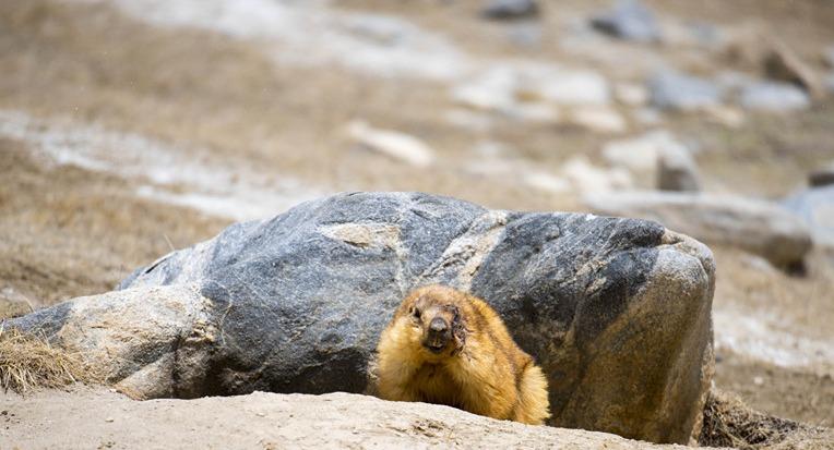 Mongolia issues bubonic plague warning after 22 dead marmots seized by police