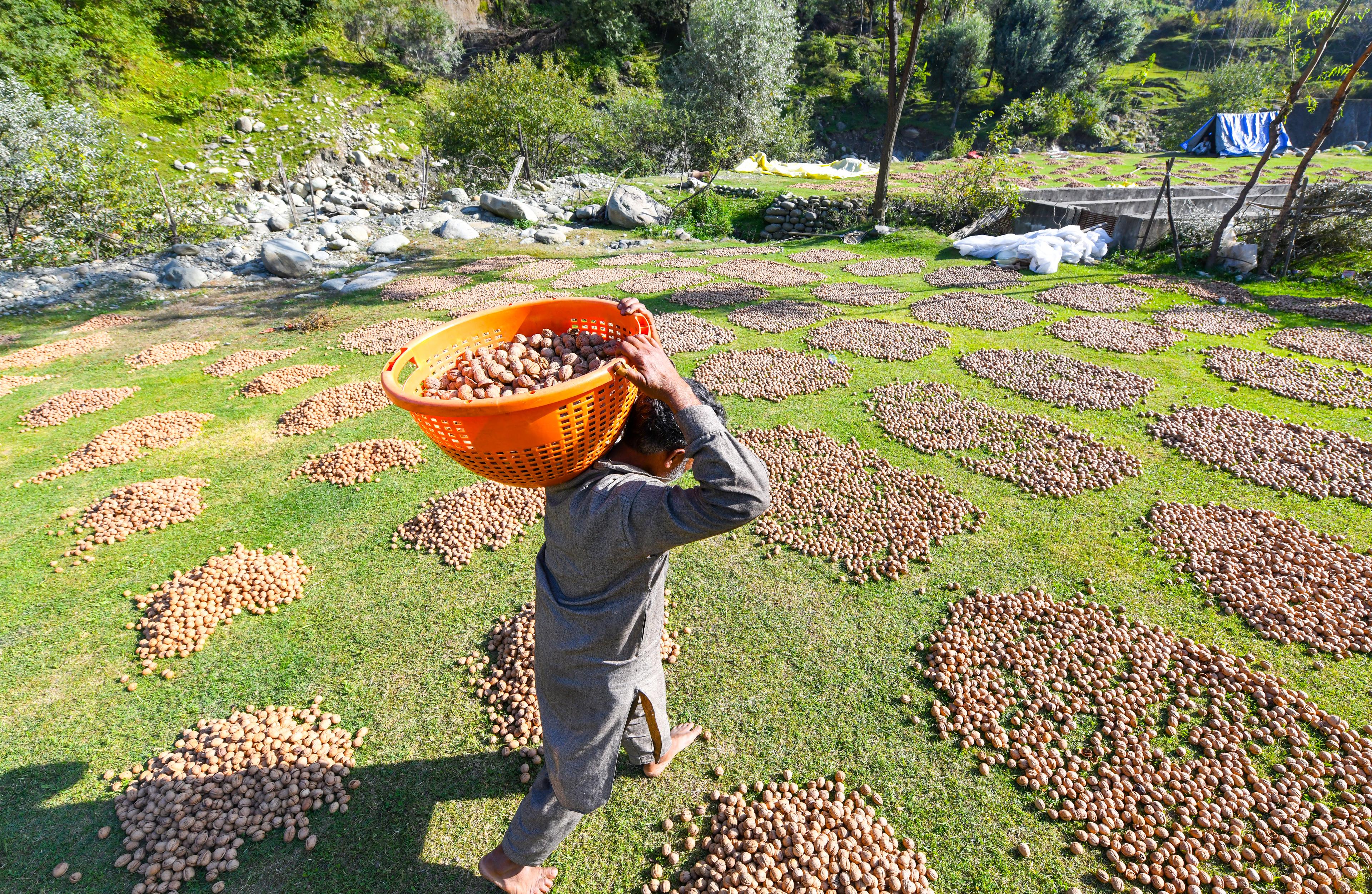 Agriculture Ministry offers more flexibility to states for promoting drip, sprinkler irrigation