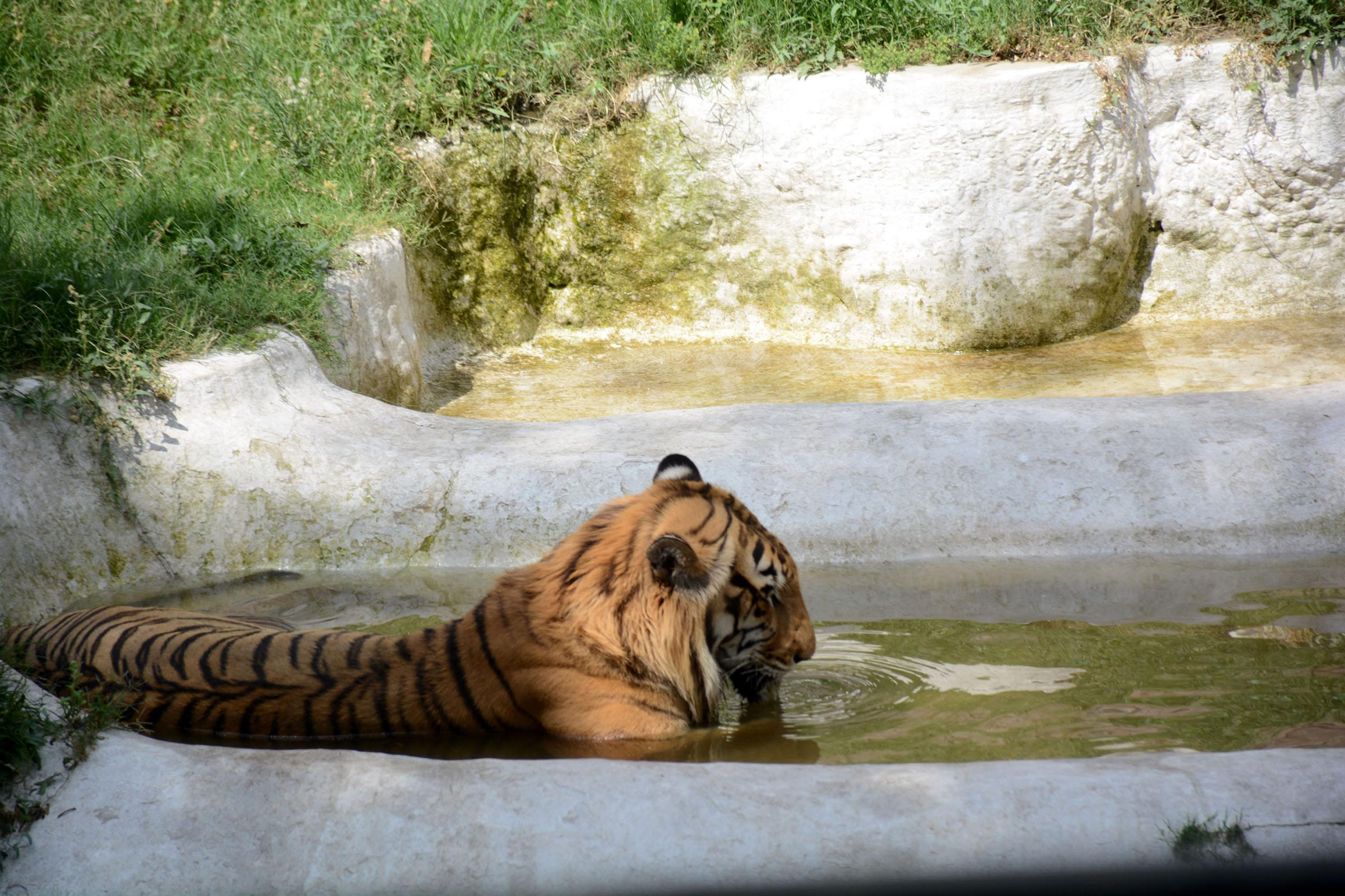 Pakistan's troubling exotic pet culture exposed yet again