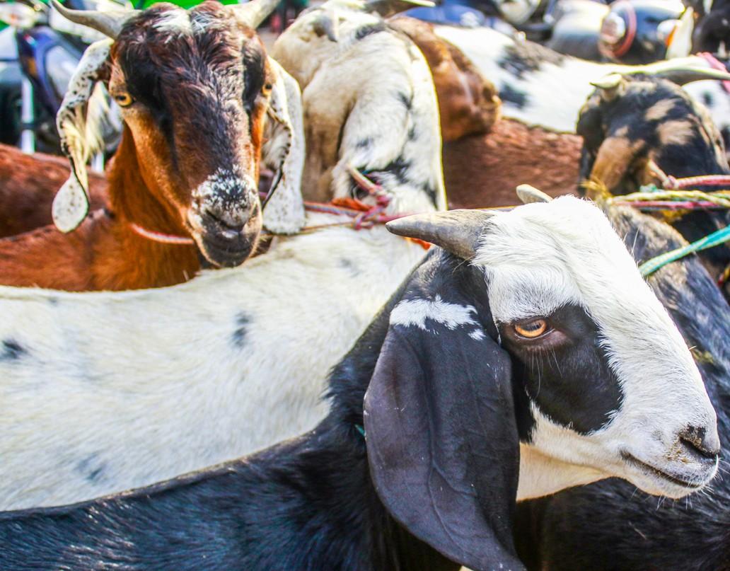 Maha: Goats to be released in forests to stop leopards from entering human settlements for food