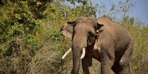 Three killed in elephant attack in Odisha