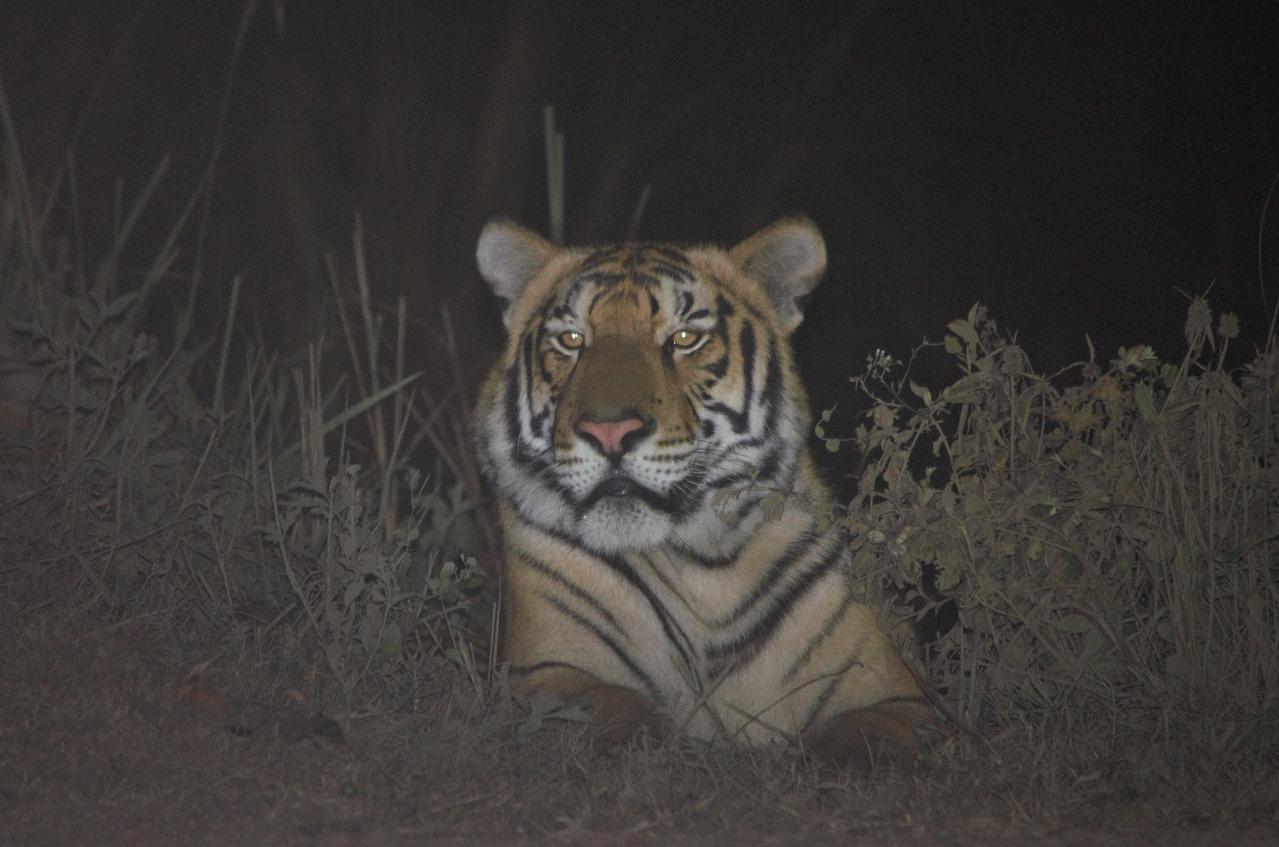 Assam’s Kaziranga, home to one-horned rhino, now ranks third globally in tiger density: Survey