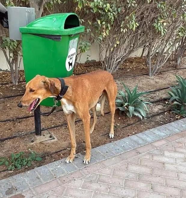 Animals in distress: Amid West Asia conflict people abandon pets as they flee Dubai