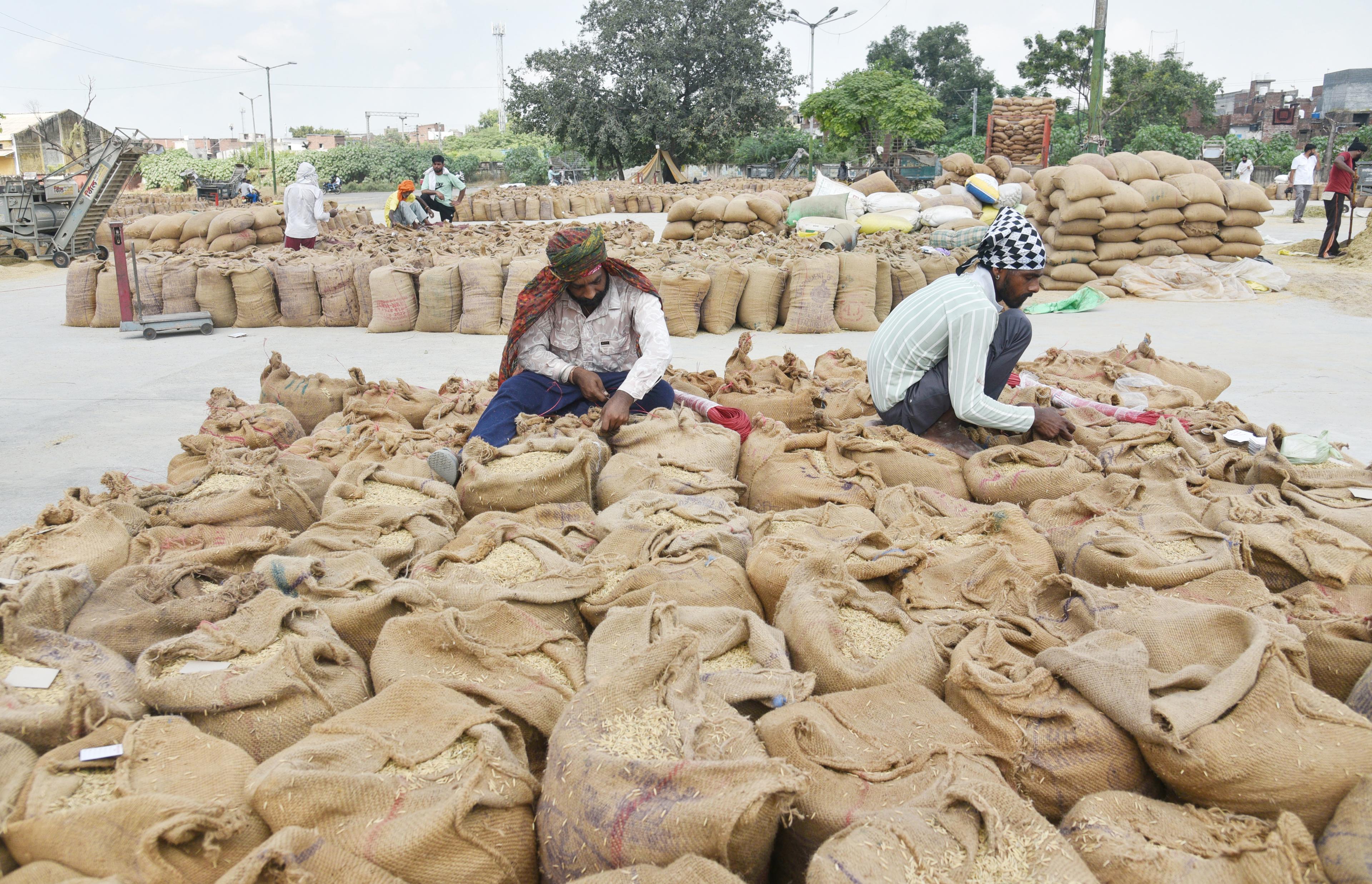 Punjab set to procure 172 lakh metric tonnes paddy
