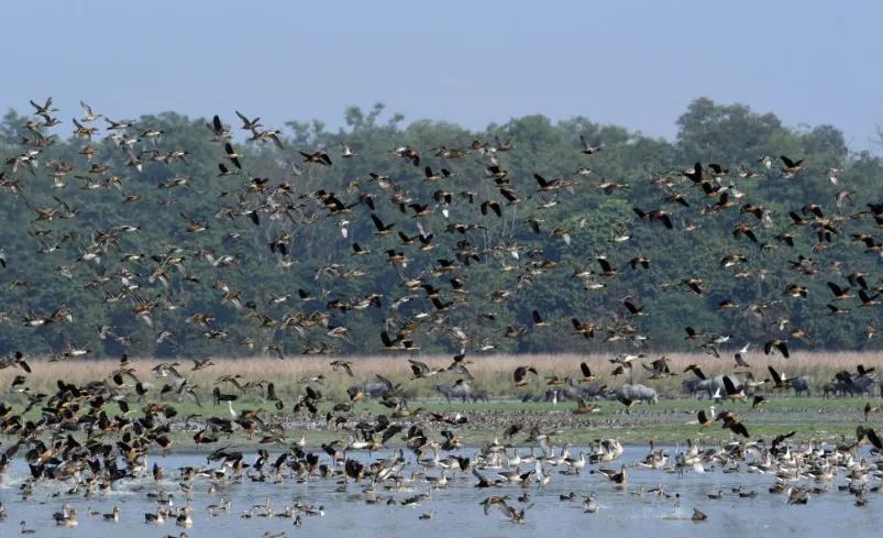 Pobitora Wildlife Sanctuary Welcomes Early Surge Of Migratory Birds