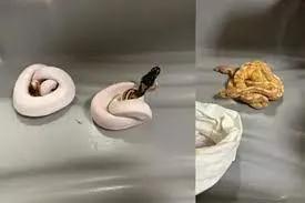 Man with 12 pythons arrested at Chennai airport