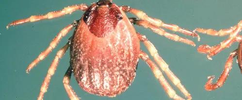 Spur spread of tick-borne
