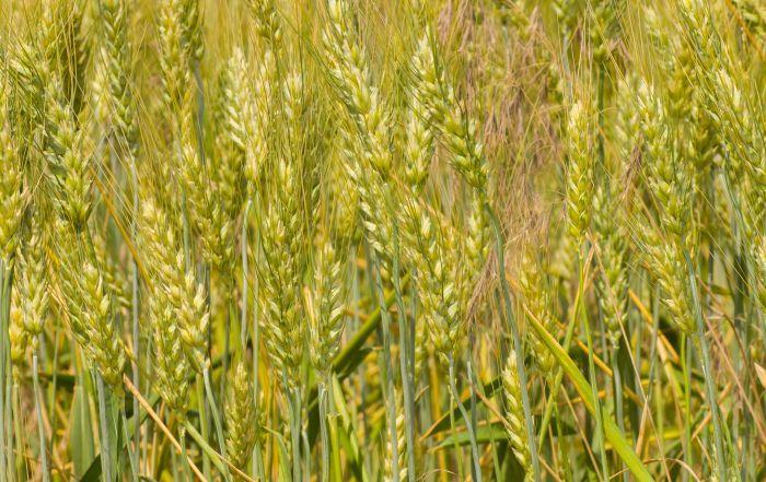 Early heat may harm wheat, other crops: IMD