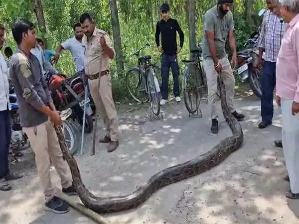 Python rescued from Haridwar's Ismailpur village