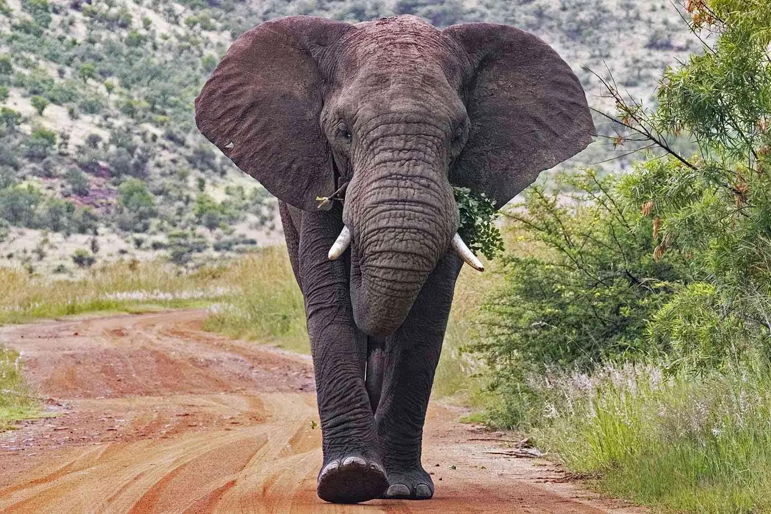 An Elephant on attacking mood