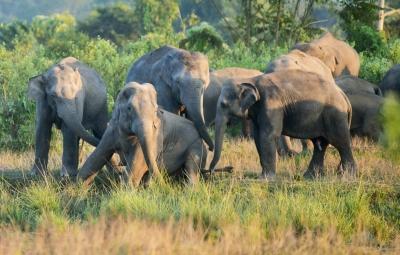 Tamil Nadu’s wild elephant population rises to 3,170: Survey