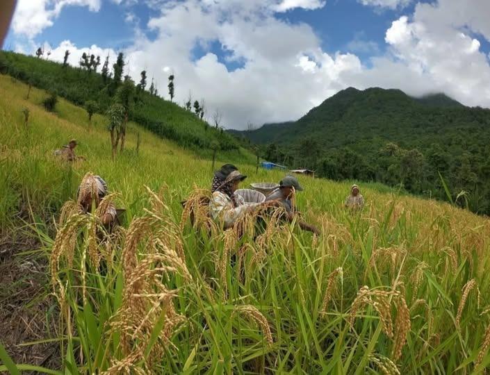 Mizoram: Rodent surge from bamboo flowering sparks crop loss fears
