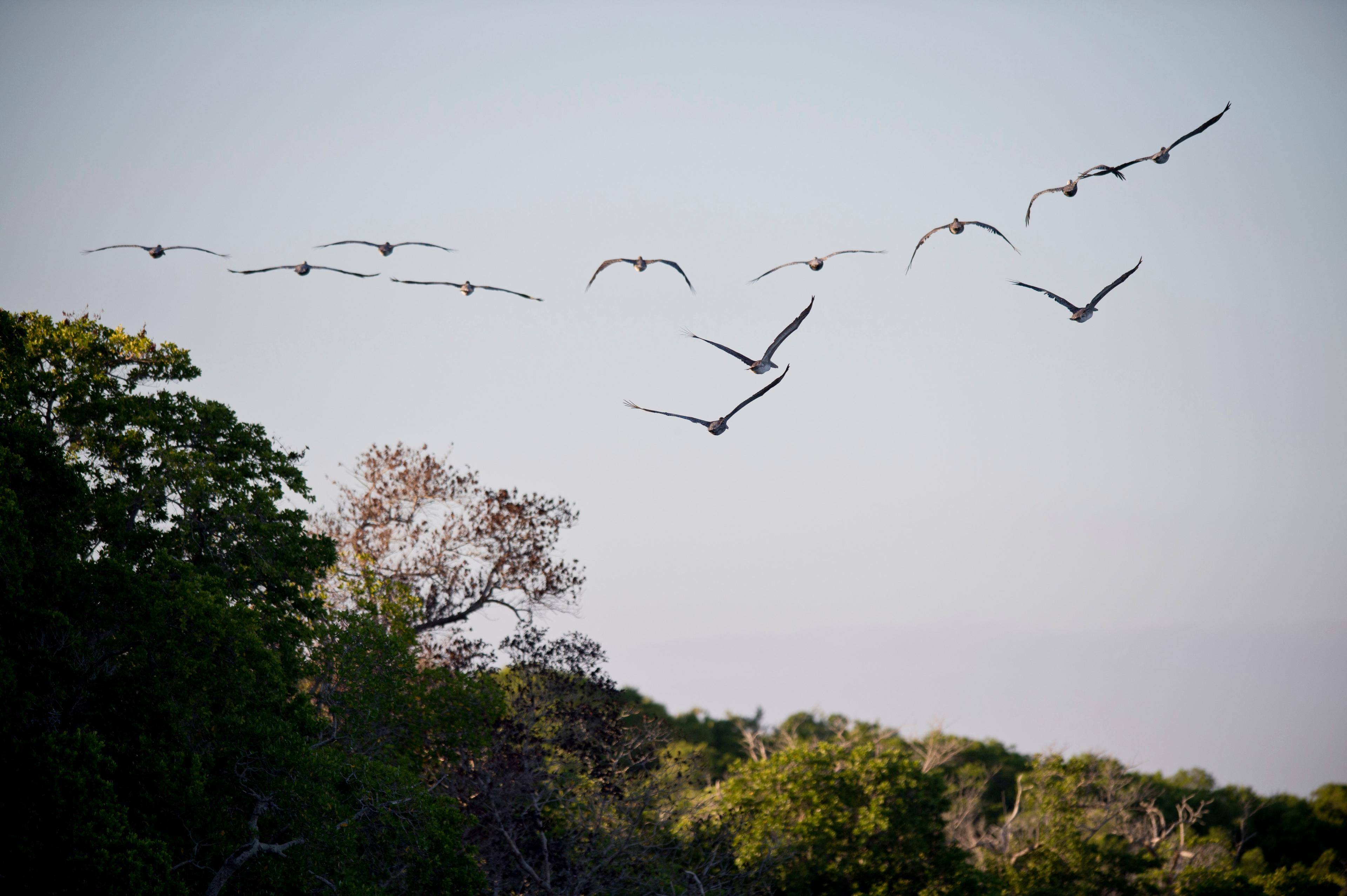 Heat extremes drive major declines in tropical birds: study