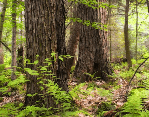 TN govt pushes tree cultivation on farms to boost farmers' income, green cover