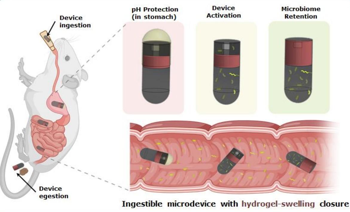 IIT Delhi, AIIMS’s new ingestible device can collect microbial samples from small intestine