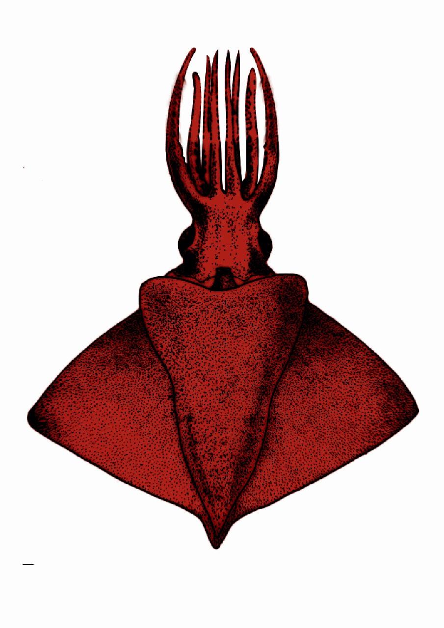 Rare deep sea 'Octopus Squid' discovered in Arabian sea by CMFRI scientists