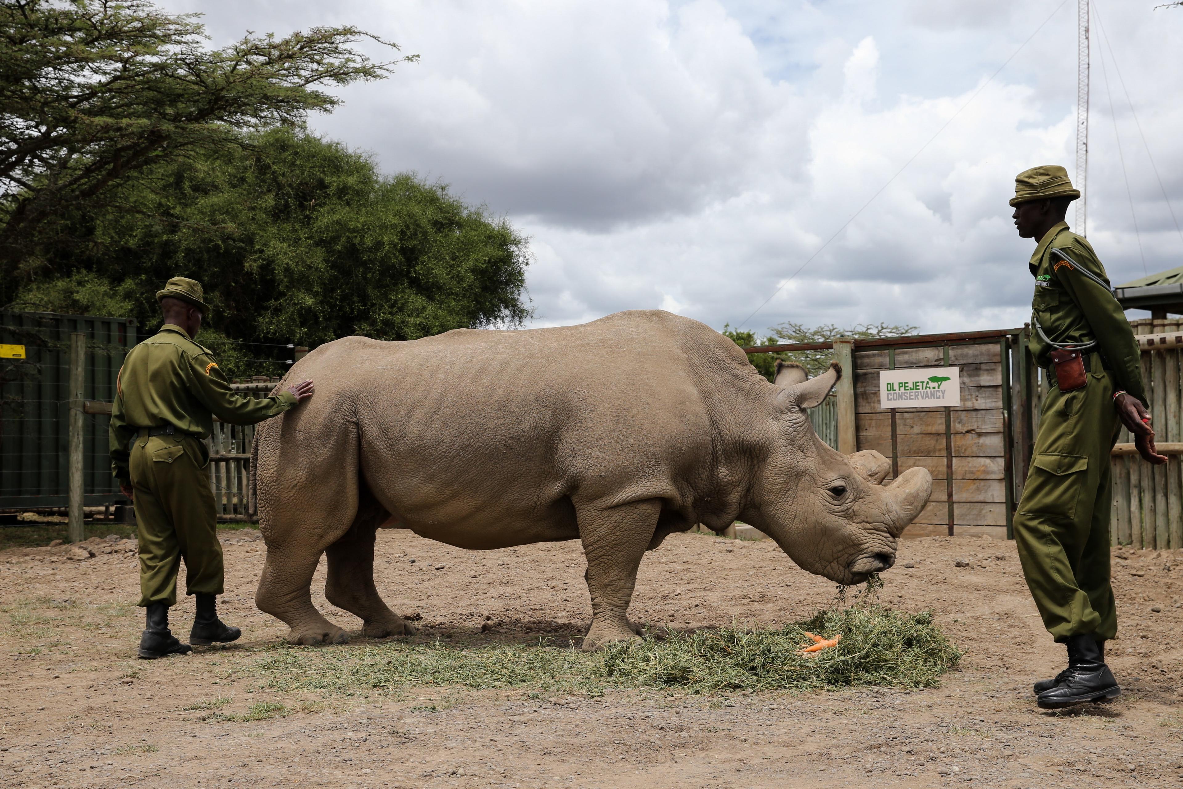 Kenya says efforts to save northern white rhinos from extinction at advanced stage