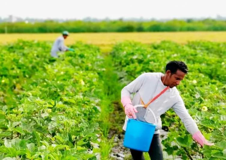 agricultural education