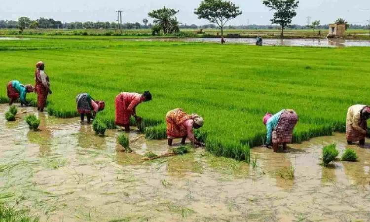 TN's Madurai farmers in distress as rates of kuruvai crops fall in open market