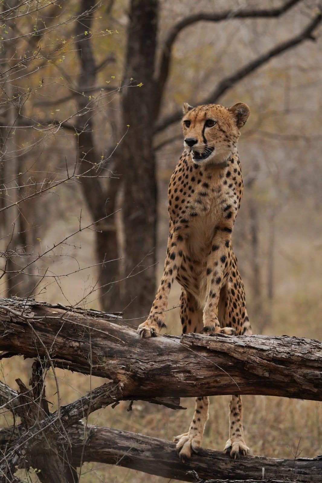 Milestone for first India-born first cheetah 'Mukhi'