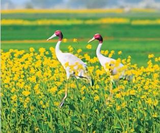 UP govt plans 'Sarus circuit' in Mainpuri, Etawah to promote conservation of state bird 'sarus crane'