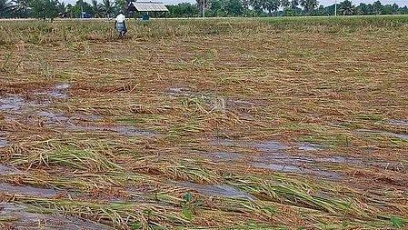 Heavy rains damage over 14,000 acres of ready-to-harvest paddy in TN delta districts