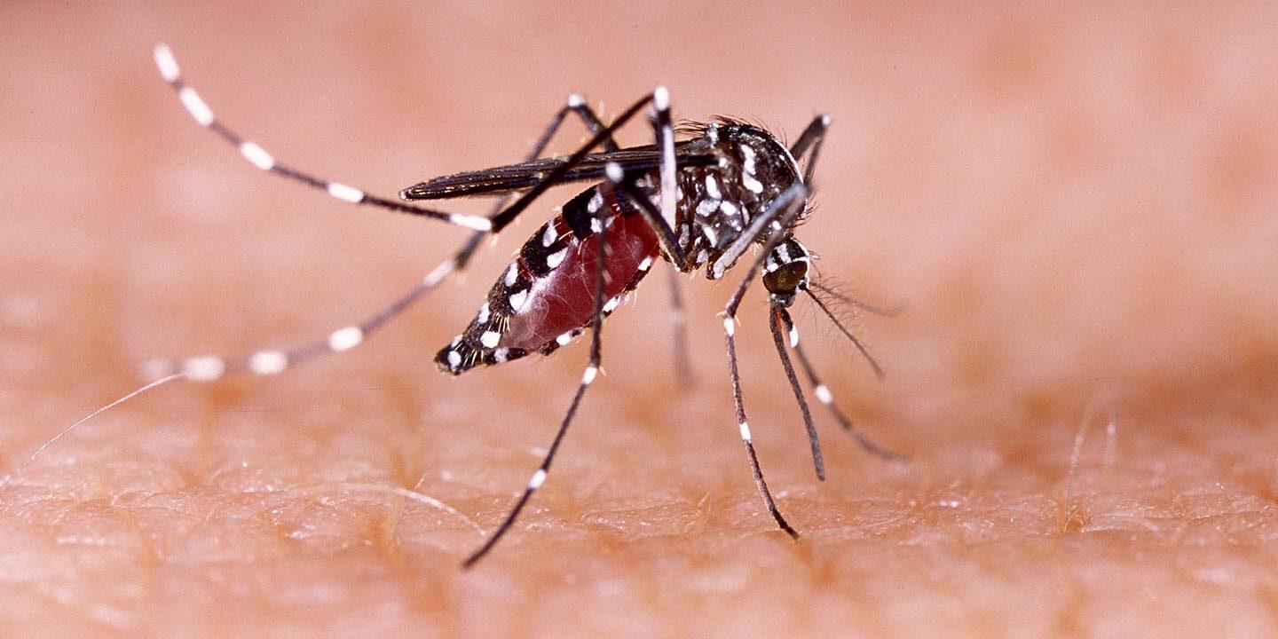 Bangladesh records 1,147 new dengue cases in 24 hours