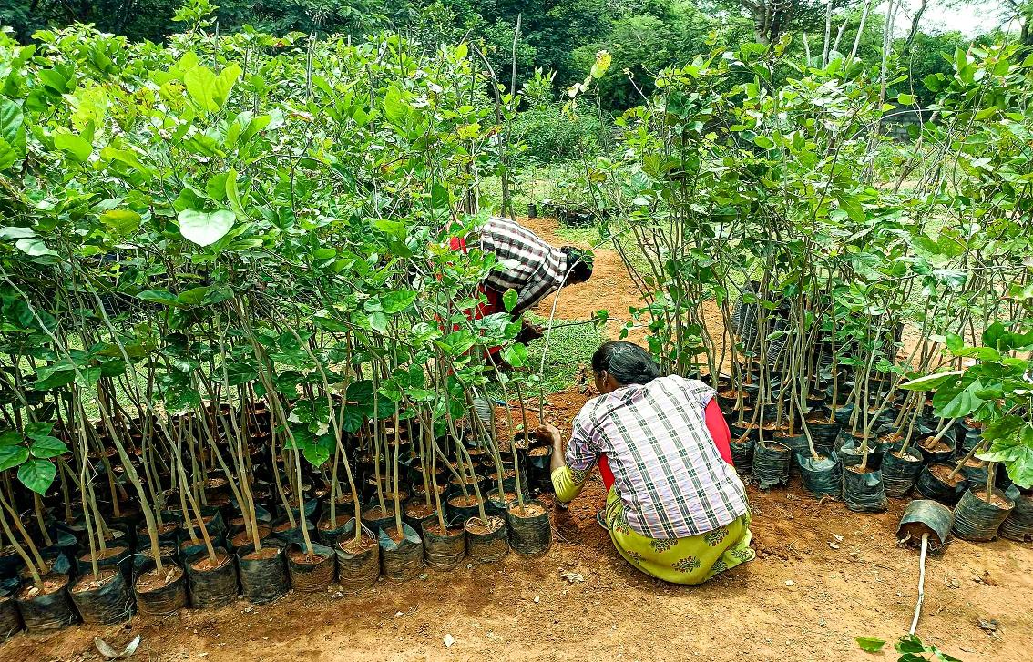 TN moves to measure climate impact of urban tree planting