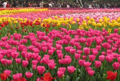 NDMC to inaugurate annual Tulip Festival 2026 tomorrow