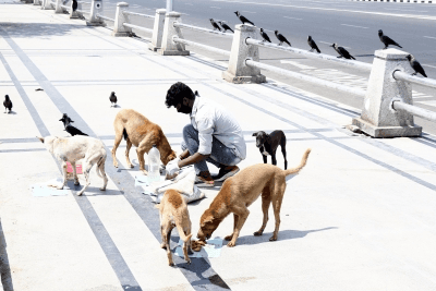 Tripura implements special measures to control stray dogs, roadside animals as per SC orders