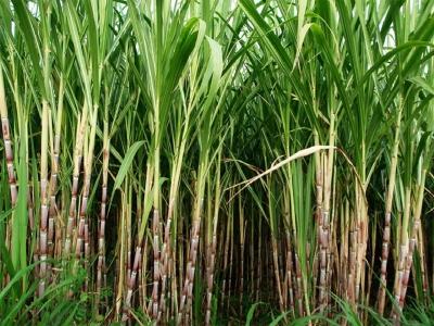 Haryana hikes sugarcane rates by Rs 15 per quintal