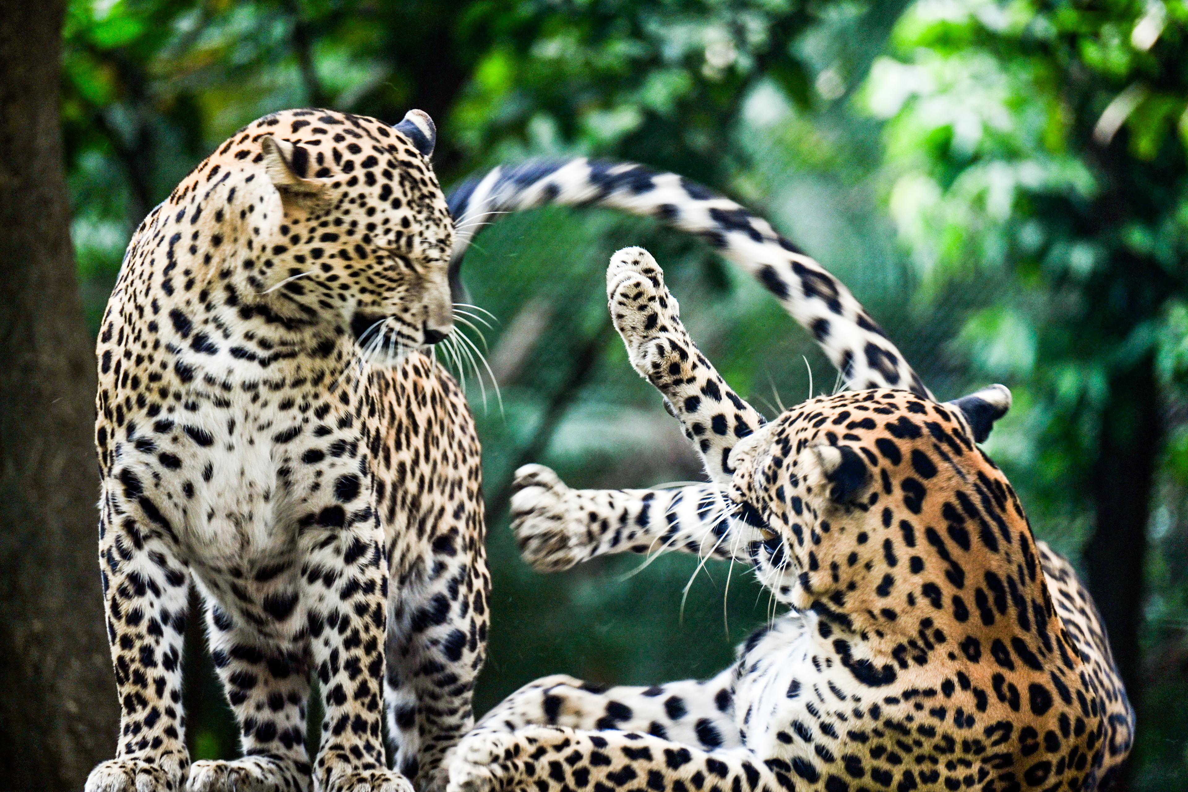 Man-animal conflict: Leopards to be reclassified to Schedule 2 species in Maha
