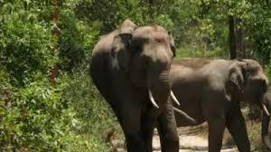 Woman’s death in elephant attack sparks bandh, clashes in K'taka’s Chikkamagaluru; ten cops hurt
