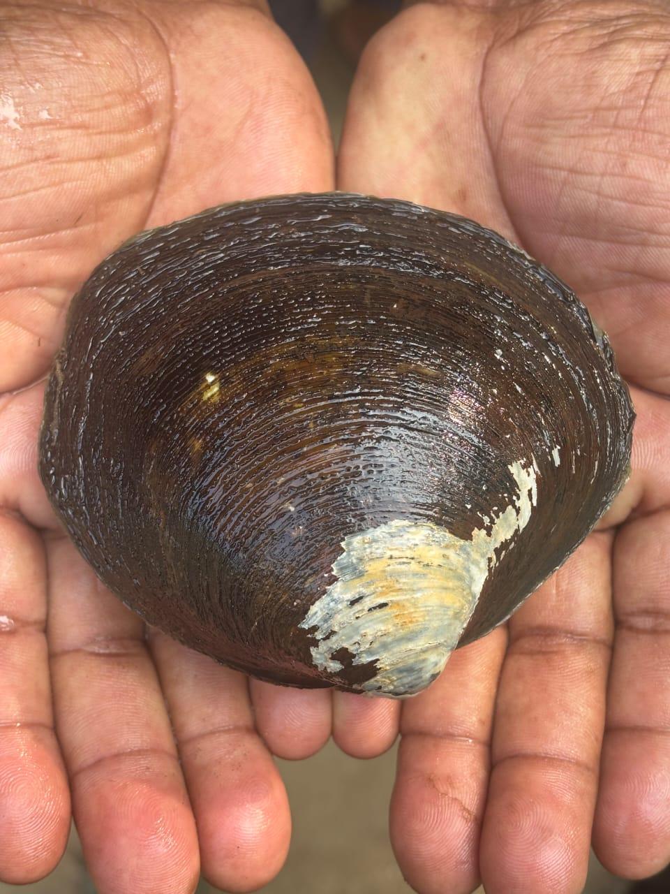 CMFRI breakthrough revives hope for mangrove clam restoration