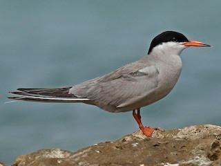 Rare Arctic and White-Cheeked Terns spotted for first time in TN‘s Puthalam Saltpans