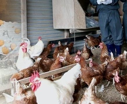 Bird flu: 6,000 chickens culled in Patna