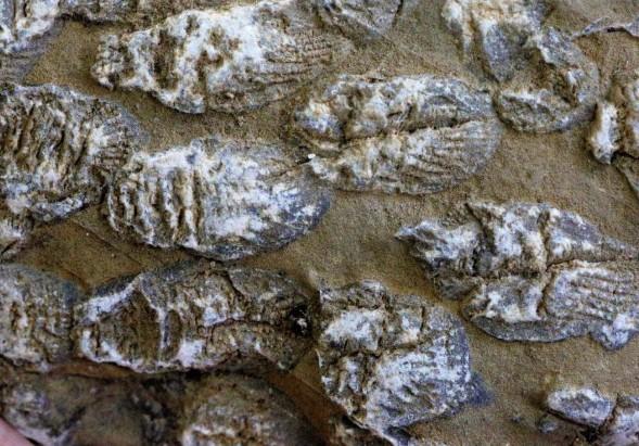 Australian study unlocks secrets of ancient life through fossil faeces