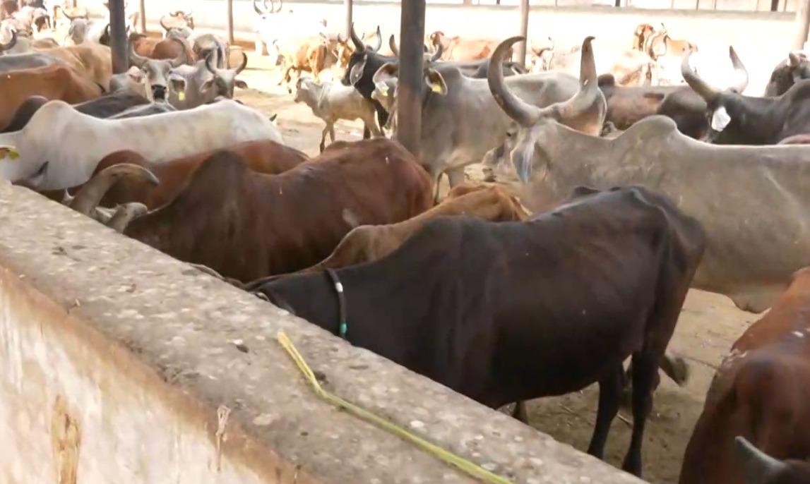 Gujarat: Ahmedabad civic body designates 126 feeding spots; deploys AI to manage stray animals