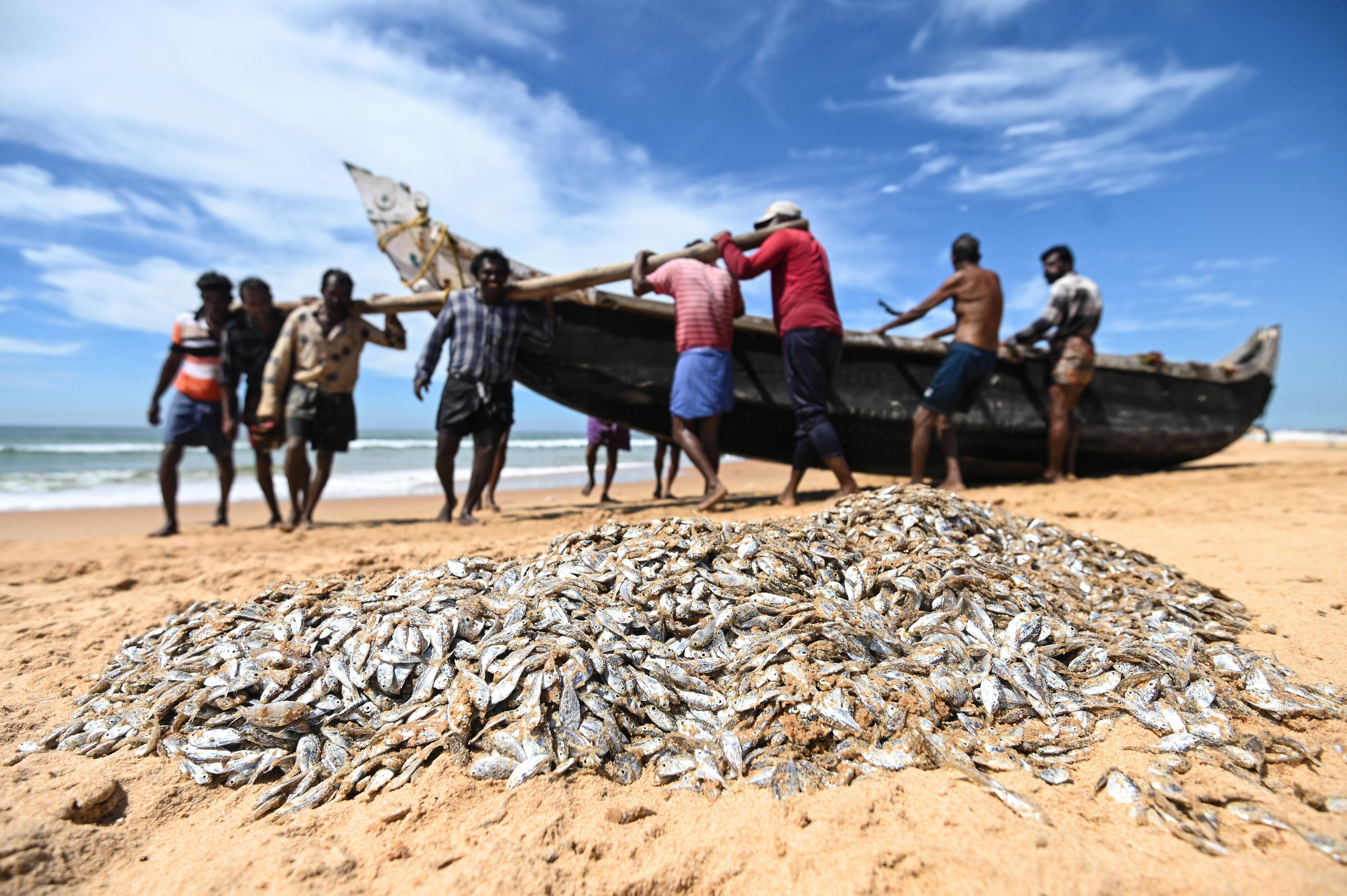 World Fisheries Day: India highlights sustainability, livelihoods, Blue Economy growth