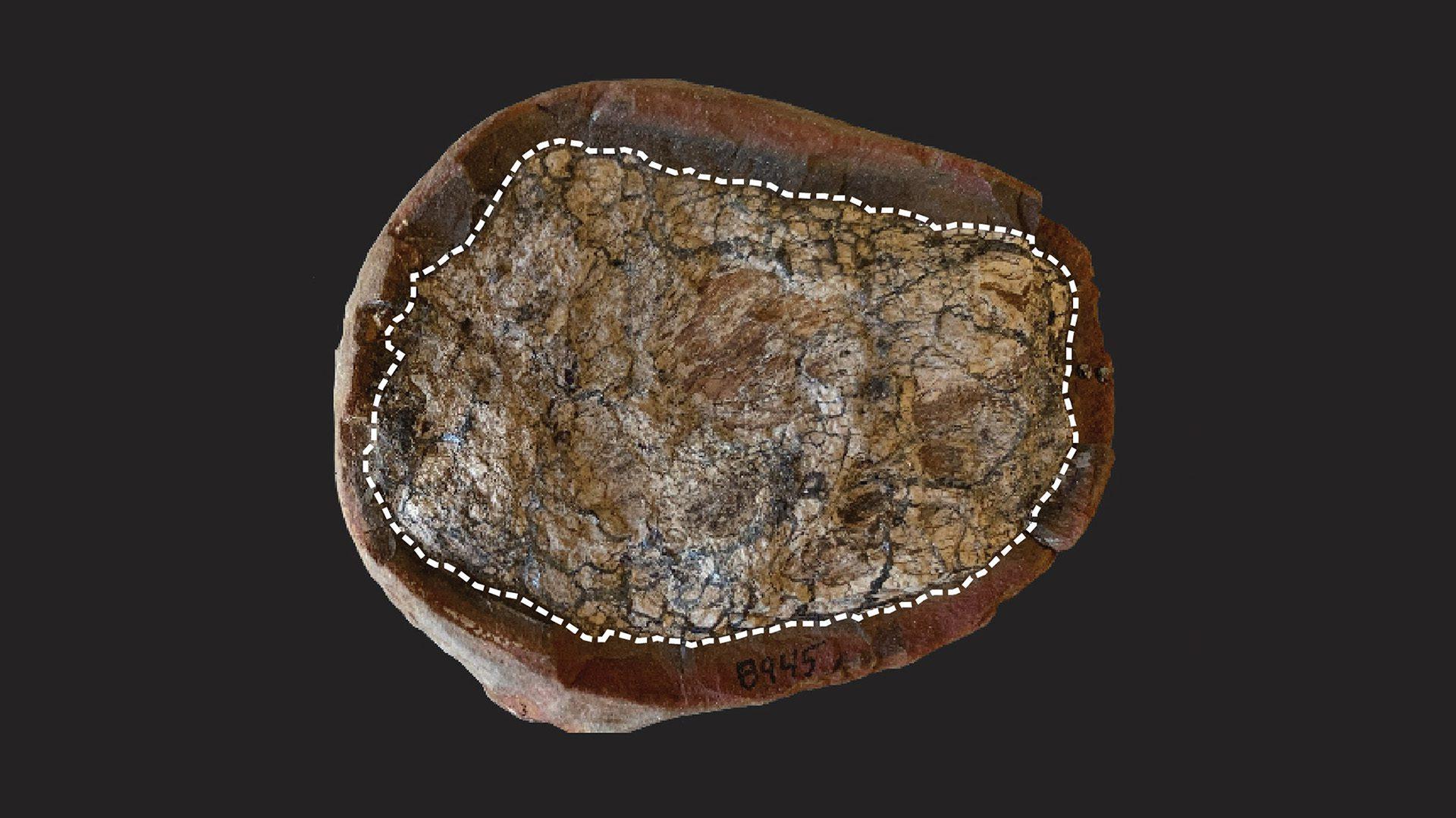 Fossilised faeces help bring prehistoric worlds to life, study reveals (Ld)