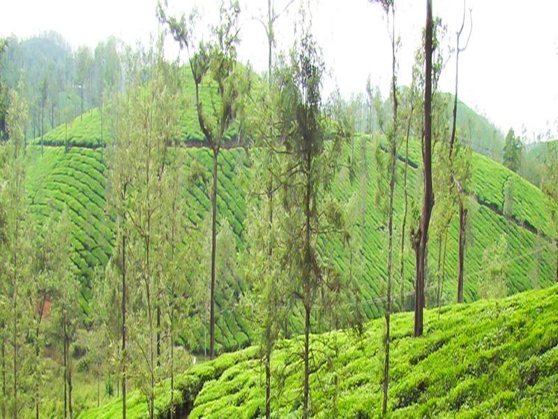Nilgiris Forest Department in TN clamps down on tourism inside private tea estates