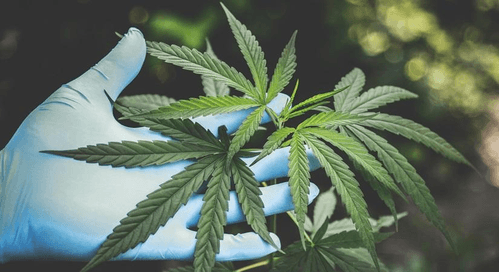 Hydroponic cannabis valued at Rs 7 crore seized at Coimbatore Airport, two arrested