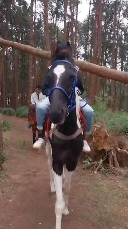 TN notifies strict licensing rules for horse joyrides to curb cruelty