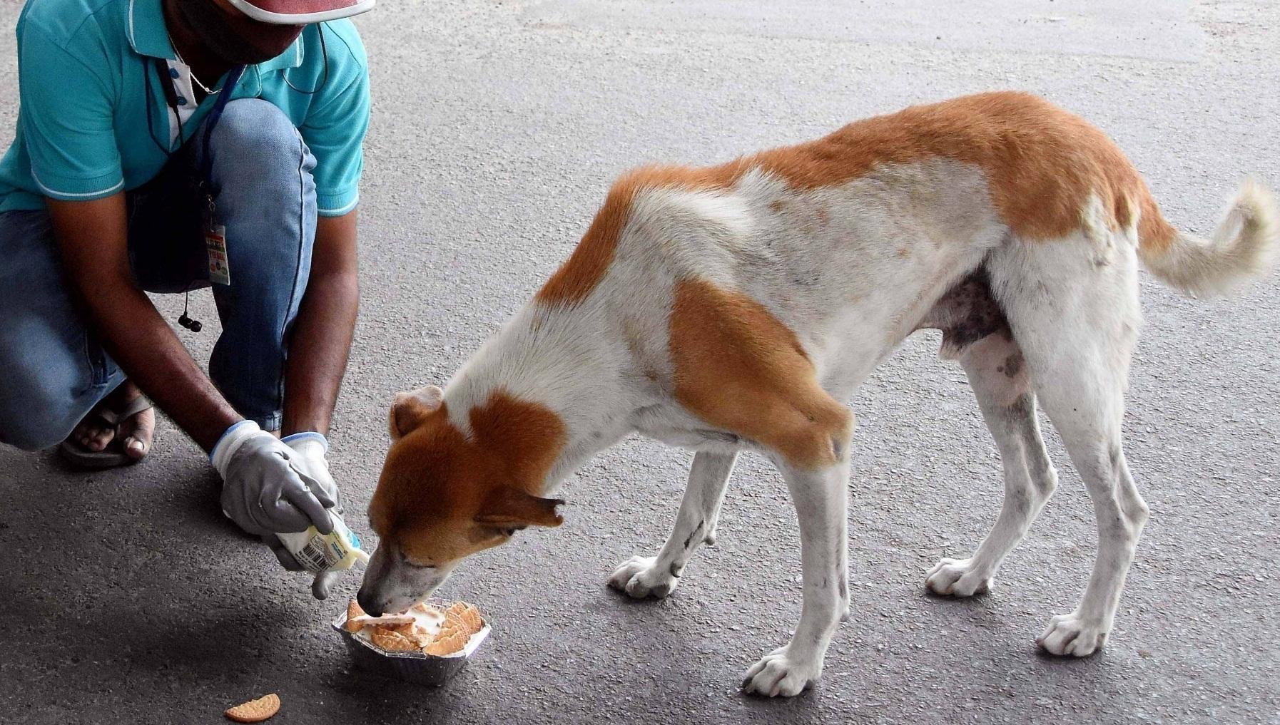 SC to deliver verdict on issue of strays in Delhi-NCR tomorrow