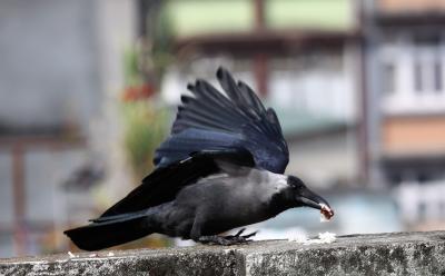 Bihar: Crows found dead in Bhagalpur, sanitation underway